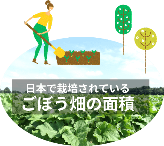 日本で栽培されているごぼう畑の面積