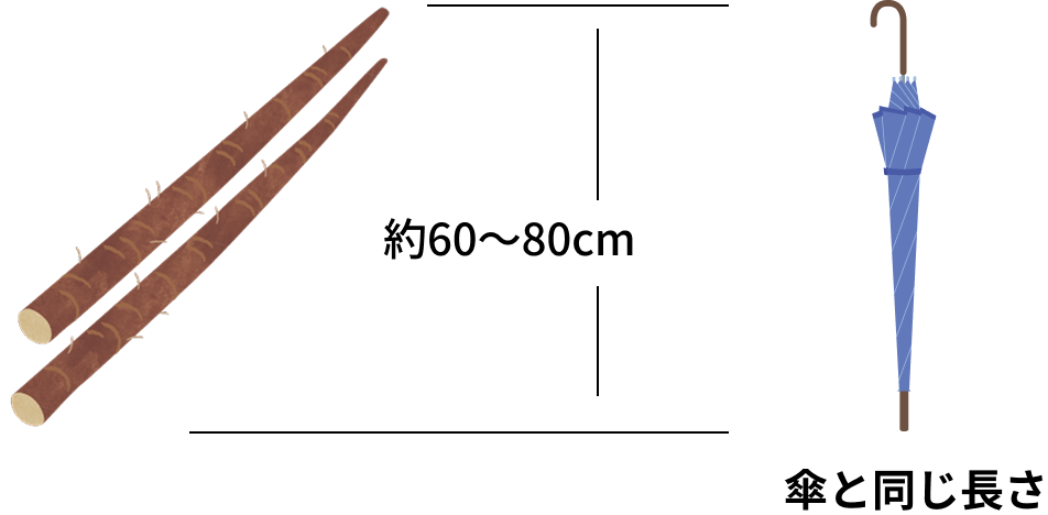 地中のごぼう約60〜80cmは傘と同じ長さ