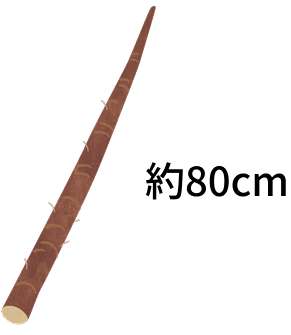 ごぼう1本 約80cm