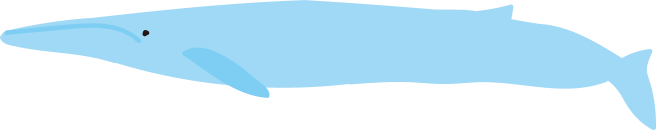 シロナガスクジラ