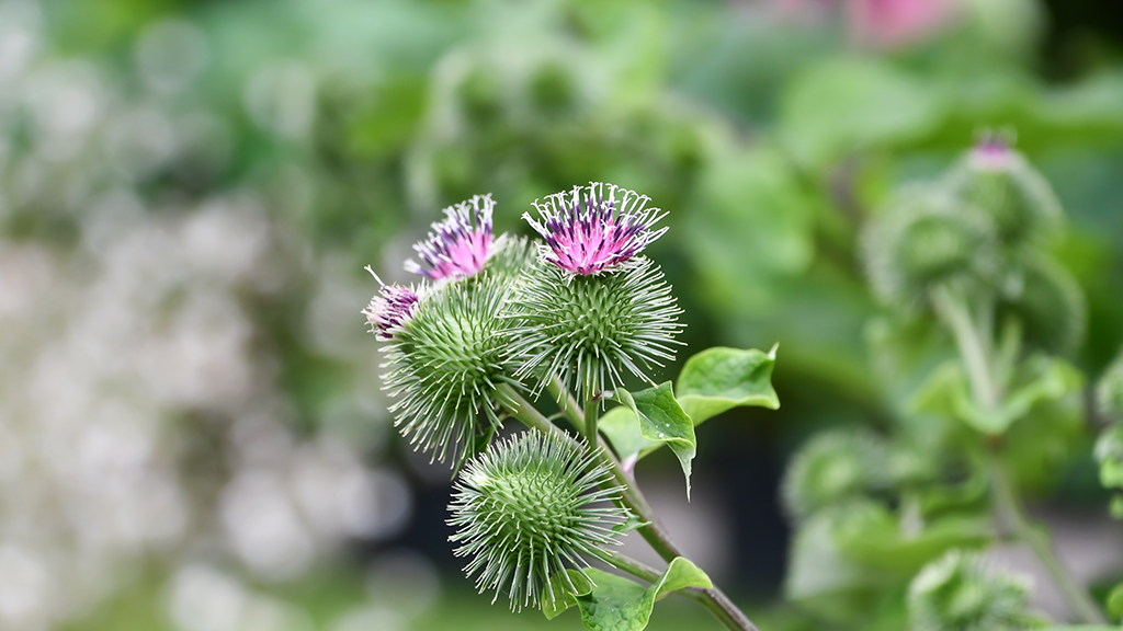 ごぼうの花に花言葉はあるの？ごぼうに含まれる栄養素や種類なども解説