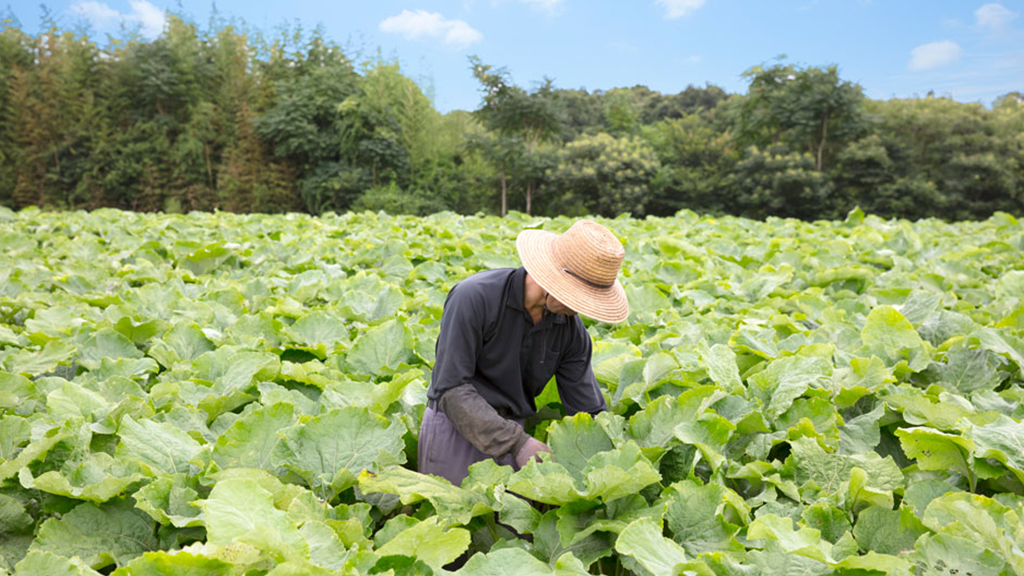 ごぼうの上手な栽培方法とは？土づくりから収穫までのポイントや注意したい病害虫も解説