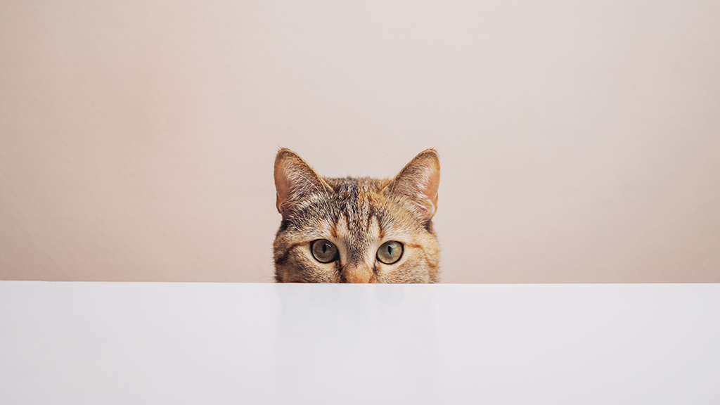 ごぼうは猫に与えてもいい食材？｜上手な与え方や与える際の注意点を解説